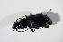  ( - BFB_Col_FK_11518)  @12 [ ] CreativeCommons - Attribution Non-Commercial Share-Alike (2015) Unspecified SNSB, Zoologische Staatssammlung Muenchen