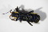  ( - BFB_Col_FK_11535)  @12 [ ] CreativeCommons - Attribution Non-Commercial Share-Alike (2015) Unspecified SNSB, Zoologische Staatssammlung Muenchen