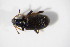  ( - BFB_Col_FK_11547)  @12 [ ] CreativeCommons - Attribution Non-Commercial Share-Alike (2015) Unspecified SNSB, Zoologische Staatssammlung Muenchen