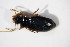  ( - BFB_Col_FK_11554)  @11 [ ] CreativeCommons - Attribution Non-Commercial Share-Alike (2015) Unspecified SNSB, Zoologische Staatssammlung Muenchen