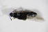  ( - BFB_Col_FK_11565)  @11 [ ] CreativeCommons - Attribution Non-Commercial Share-Alike (2015) Unspecified SNSB, Zoologische Staatssammlung Muenchen