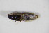 ( - BFB_Col_FK_11568)  @11 [ ] CreativeCommons - Attribution Non-Commercial Share-Alike (2015) Unspecified SNSB, Zoologische Staatssammlung Muenchen