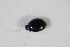  ( - BFB_Col_FK_11570)  @11 [ ] CreativeCommons - Attribution Non-Commercial Share-Alike (2015) Unspecified SNSB, Zoologische Staatssammlung Muenchen