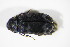  ( - BFB_Col_FK_11571)  @11 [ ] CreativeCommons - Attribution Non-Commercial Share-Alike (2015) Unspecified SNSB, Zoologische Staatssammlung Muenchen