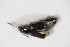  ( - BFB_Col_FK_11572)  @11 [ ] CreativeCommons - Attribution Non-Commercial Share-Alike (2015) Unspecified SNSB, Zoologische Staatssammlung Muenchen