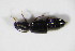  ( - BFB_Col_FK_11573)  @11 [ ] CreativeCommons - Attribution Non-Commercial Share-Alike (2015) Unspecified SNSB, Zoologische Staatssammlung Muenchen