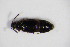  ( - BFB_Col_FK_11581)  @12 [ ] CreativeCommons - Attribution Non-Commercial Share-Alike (2015) Unspecified SNSB, Zoologische Staatssammlung Muenchen