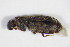  ( - BFB_Col_FK_11583)  @11 [ ] CreativeCommons - Attribution Non-Commercial Share-Alike (2015) Unspecified SNSB, Zoologische Staatssammlung Muenchen