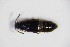  ( - BFB_Col_FK_11585)  @11 [ ] CreativeCommons - Attribution Non-Commercial Share-Alike (2015) Unspecified SNSB, Zoologische Staatssammlung Muenchen
