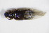  ( - BFB_Col_FK_11588)  @11 [ ] CreativeCommons - Attribution Non-Commercial Share-Alike (2015) Unspecified SNSB, Zoologische Staatssammlung Muenchen