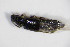  ( - BFB_Col_FK_11589)  @11 [ ] CreativeCommons - Attribution Non-Commercial Share-Alike (2015) Unspecified SNSB, Zoologische Staatssammlung Muenchen