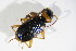 ( - BFB_Col_FK_11598)  @13 [ ] CreativeCommons - Attribution Non-Commercial Share-Alike (2015) Unspecified SNSB, Zoologische Staatssammlung Muenchen