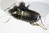  ( - BFB_Col_FK_11602)  @13 [ ] CreativeCommons - Attribution Non-Commercial Share-Alike (2015) Unspecified SNSB, Zoologische Staatssammlung Muenchen