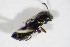  ( - BFB_Col_FK_11614)  @11 [ ] CreativeCommons - Attribution Non-Commercial Share-Alike (2015) Unspecified SNSB, Zoologische Staatssammlung Muenchen
