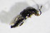  ( - BFB_Col_FK_11624)  @11 [ ] CreativeCommons - Attribution Non-Commercial Share-Alike (2015) Unspecified SNSB, Zoologische Staatssammlung Muenchen