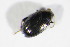 ( - BFB_Col_FK_11637)  @11 [ ] CreativeCommons - Attribution Non-Commercial Share-Alike (2015) Unspecified SNSB, Zoologische Staatssammlung Muenchen