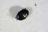  ( - BFB_Col_FK_11646)  @12 [ ] CreativeCommons - Attribution Non-Commercial Share-Alike (2015) Unspecified SNSB, Zoologische Staatssammlung Muenchen