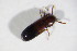  ( - BFB_Col_FK_11658)  @11 [ ] CreativeCommons - Attribution Non-Commercial Share-Alike (2015) Unspecified SNSB, Zoologische Staatssammlung Muenchen