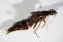  ( - BFB_Col_FK_11659)  @12 [ ] CreativeCommons - Attribution Non-Commercial Share-Alike (2015) Unspecified SNSB, Zoologische Staatssammlung Muenchen
