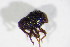  ( - BFB_Col_FK_11665)  @11 [ ] CreativeCommons - Attribution Non-Commercial Share-Alike (2015) Unspecified SNSB, Zoologische Staatssammlung Muenchen