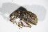  ( - BFB_Col_FK_11691)  @13 [ ] CreativeCommons - Attribution Non-Commercial Share-Alike (2015) Unspecified SNSB, Zoologische Staatssammlung Muenchen