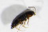  ( - BFB_Col_FK_11716)  @12 [ ] CreativeCommons - Attribution Non-Commercial Share-Alike (2015) Unspecified SNSB, Zoologische Staatssammlung Muenchen