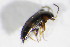  ( - BFB_Col_FK_11717)  @12 [ ] CreativeCommons - Attribution Non-Commercial Share-Alike (2015) Unspecified SNSB, Zoologische Staatssammlung Muenchen