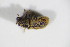  ( - BFB_Col_FK_11783)  @11 [ ] CreativeCommons - Attribution Non-Commercial Share-Alike (2015) Unspecified SNSB, Zoologische Staatssammlung Muenchen