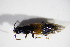  ( - BFB_Col_FK_11798)  @11 [ ] CreativeCommons - Attribution Non-Commercial Share-Alike (2015) Unspecified SNSB, Zoologische Staatssammlung Muenchen