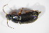  ( - BFB_Col_FK_11855)  @12 [ ] CreativeCommons - Attribution Non-Commercial Share-Alike (2015) Unspecified SNSB, Zoologische Staatssammlung Muenchen