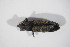  (Lixus filiformis - BFB_Col_FK_11872)  @13 [ ] CreativeCommons - Attribution Non-Commercial Share-Alike (2015) Unspecified SNSB, Zoologische Staatssammlung Muenchen