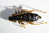  ( - BFB_Col_FK_12073)  @12 [ ] CreativeCommons - Attribution Non-Commercial Share-Alike (2015) Unspecified SNSB, Zoologische Staatssammlung Muenchen