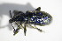  ( - BFB_Col_FK_12076)  @12 [ ] CreativeCommons - Attribution Non-Commercial Share-Alike (2015) Unspecified SNSB, Zoologische Staatssammlung Muenchen