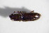  ( - BFB_Col_FK_12078)  @13 [ ] CreativeCommons - Attribution Non-Commercial Share-Alike (2015) Unspecified SNSB, Zoologische Staatssammlung Muenchen