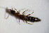  ( - BFB_Col_FK_12100)  @11 [ ] CreativeCommons - Attribution Non-Commercial Share-Alike (2015) Unspecified SNSB, Zoologische Staatssammlung Muenchen