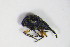  ( - BFB_Col_FK_12133)  @13 [ ] CreativeCommons - Attribution Non-Commercial Share-Alike (2015) Unspecified SNSB, Zoologische Staatssammlung Muenchen