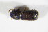  ( - BFB_Col_FK_12140)  @13 [ ] CreativeCommons - Attribution Non-Commercial Share-Alike (2015) Unspecified SNSB, Zoologische Staatssammlung Muenchen