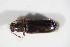  ( - BFB_Col_FK_12155)  @11 [ ] CreativeCommons - Attribution Non-Commercial Share-Alike (2015) Unspecified SNSB, Zoologische Staatssammlung Muenchen