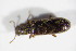  ( - BFB_Col_FK_12156)  @11 [ ] CreativeCommons - Attribution Non-Commercial Share-Alike (2015) Unspecified SNSB, Zoologische Staatssammlung Muenchen