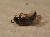  (Carphacis striatus - BFB_Col_FK_12162)  @12 [ ] CreativeCommons - Attribution Non-Commercial Share-Alike (2015) Unspecified SNSB, Zoologische Staatssammlung Muenchen