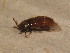  ( - BFB_Col_FK_12174)  @11 [ ] CreativeCommons - Attribution Non-Commercial Share-Alike (2015) Unspecified SNSB, Zoologische Staatssammlung Muenchen