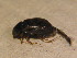  ( - BFB_Col_FK_12205)  @12 [ ] CreativeCommons - Attribution Non-Commercial Share-Alike (2015) Unspecified SNSB, Zoologische Staatssammlung Muenchen