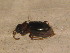 ( - BFB_Col_FK_12206)  @12 [ ] CreativeCommons - Attribution Non-Commercial Share-Alike (2015) Unspecified SNSB, Zoologische Staatssammlung Muenchen