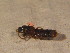  ( - BFB_Col_FK_12219)  @11 [ ] CreativeCommons - Attribution Non-Commercial Share-Alike (2015) Unspecified SNSB, Zoologische Staatssammlung Muenchen