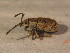  ( - BFB_Col_FK_12231)  @11 [ ] CreativeCommons - Attribution Non-Commercial Share-Alike (2015) Unspecified SNSB, Zoologische Staatssammlung Muenchen