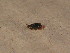  ( - BFB_Col_FK_12241)  @11 [ ] CreativeCommons - Attribution Non-Commercial Share-Alike (2015) Unspecified SNSB, Zoologische Staatssammlung Muenchen