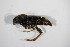  ( - BFB_Col_FK_12271)  @11 [ ] CreativeCommons - Attribution Non-Commercial Share-Alike (2015) Unspecified SNSB, Zoologische Staatssammlung Muenchen