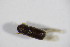  ( - BFB_Col_FK_12277)  @11 [ ] CreativeCommons - Attribution Non-Commercial Share-Alike (2015) Unspecified SNSB, Zoologische Staatssammlung Muenchen