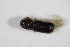  ( - BFB_Col_FK_12278)  @11 [ ] CreativeCommons - Attribution Non-Commercial Share-Alike (2015) Unspecified SNSB, Zoologische Staatssammlung Muenchen