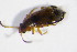  ( - BFB_Col_FK_12279)  @11 [ ] CreativeCommons - Attribution Non-Commercial Share-Alike (2015) Unspecified SNSB, Zoologische Staatssammlung Muenchen